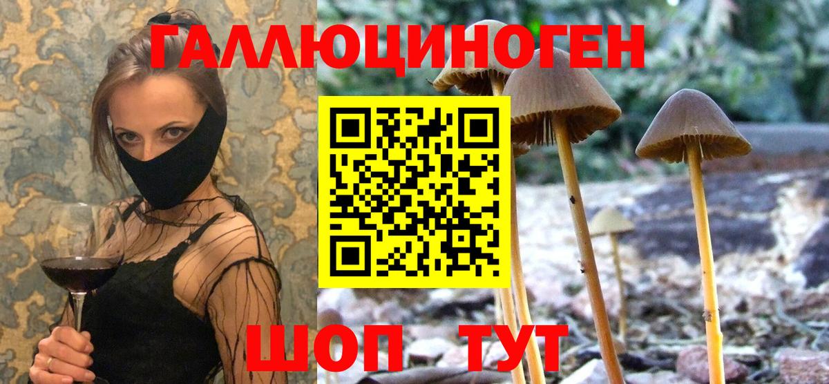 Богородск  Псилоцибиновые грибы Psilocybe  Вход с VPN  Псилоцибиновые грибы прущие грибы 